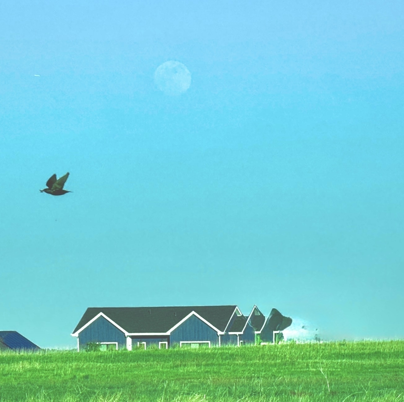 suburban house, moon, bird, with grass in the foreground